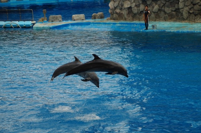 名古屋港水族館2014