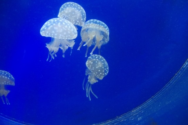 名古屋港水族館2014