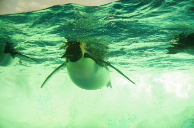 名古屋港水族館2014