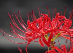 矢勝川の彼岸花