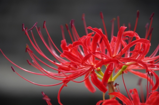 矢勝川の彼岸花