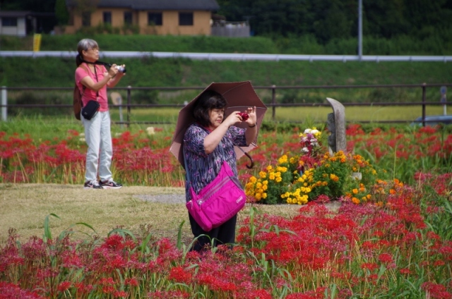 矢勝川の彼岸花3