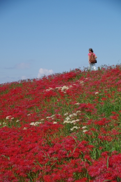 矢勝川の彼岸花2