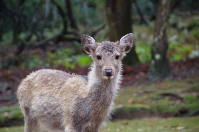 あらゆる場所にかわいらしい鹿さんがいます♪
