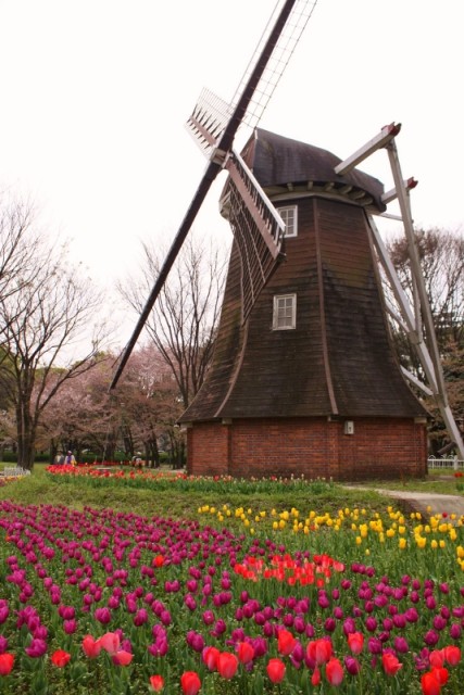 名城公園のチューリップ　オランダ風車はまわりませんよ（笑）