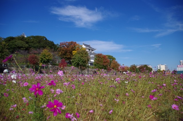 尾張旭城とコスモス♪やっぱりお天気が一番ですね！