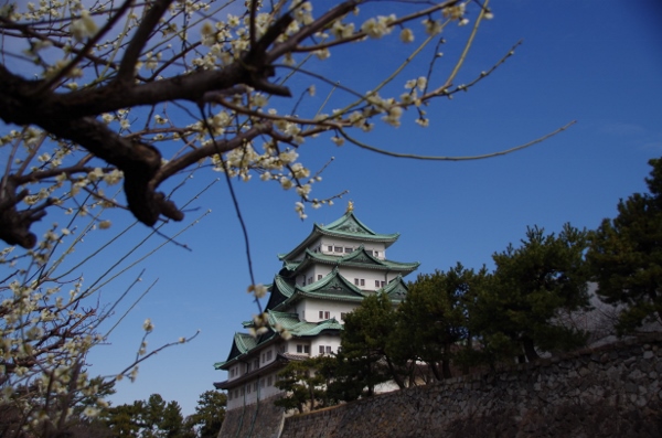 梅と名古屋城！