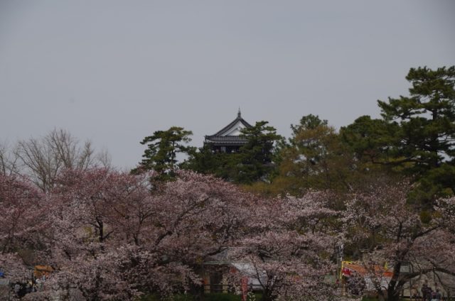 桜と岡崎城♪